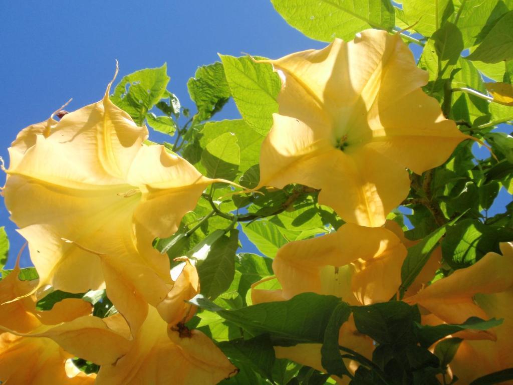 קאריקרי Wharepuke Subtropical Accommodation מראה חיצוני תמונה