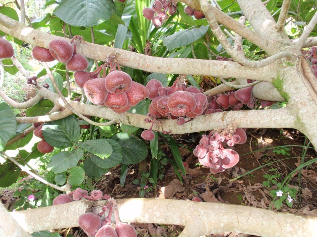קאריקרי Wharepuke Subtropical Accommodation מראה חיצוני תמונה