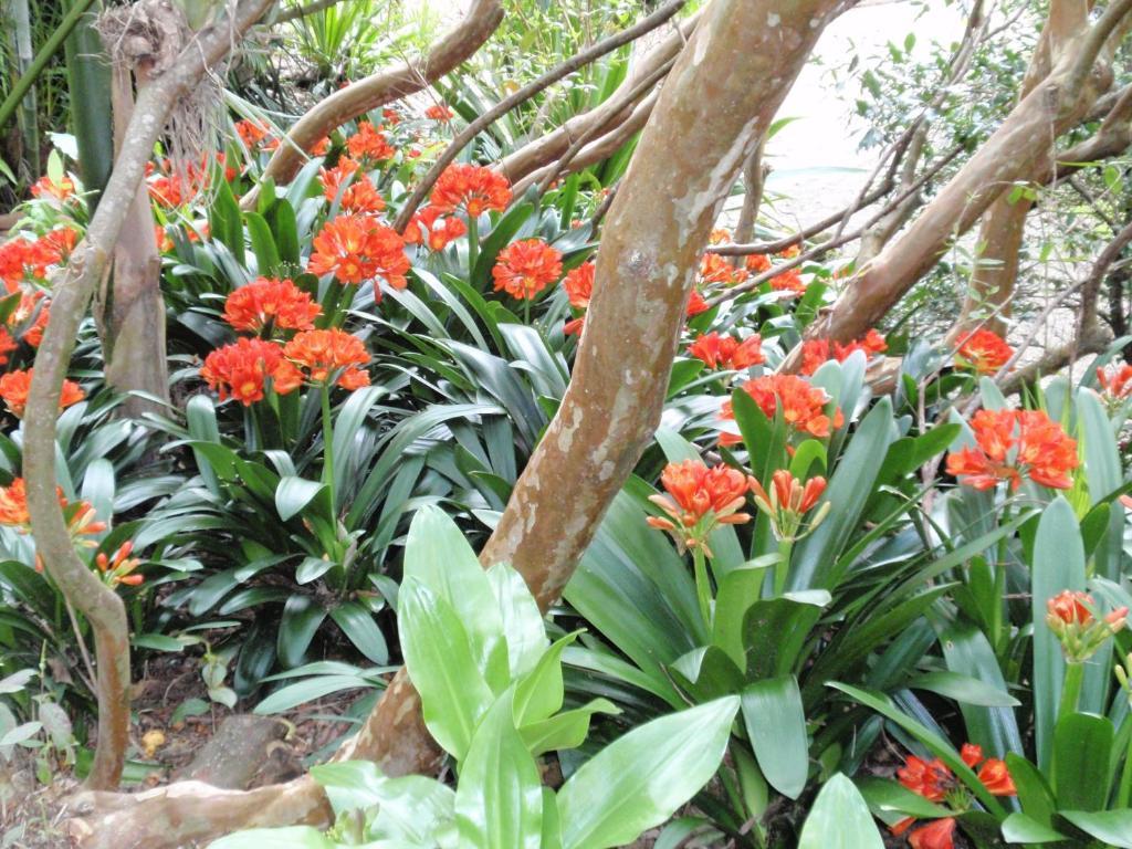 קאריקרי Wharepuke Subtropical Accommodation מראה חיצוני תמונה