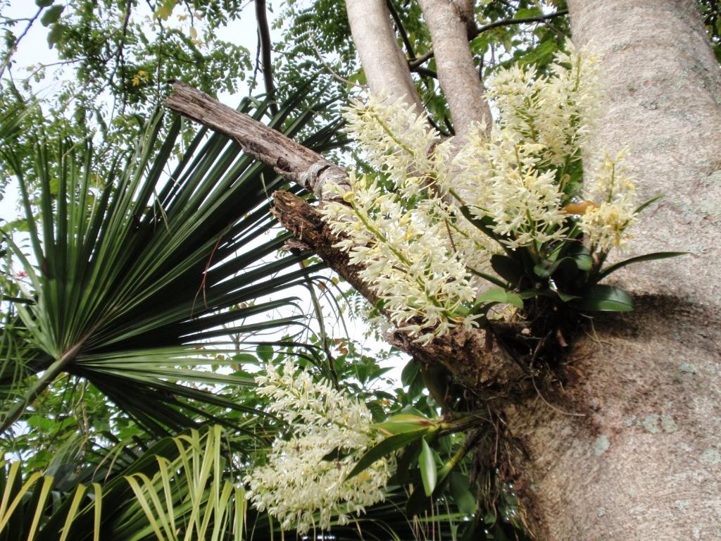 קאריקרי Wharepuke Subtropical Accommodation מראה חיצוני תמונה
